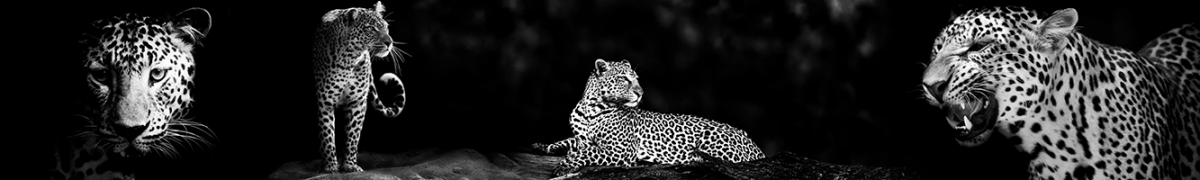 Скинали леопарды на черном фоне