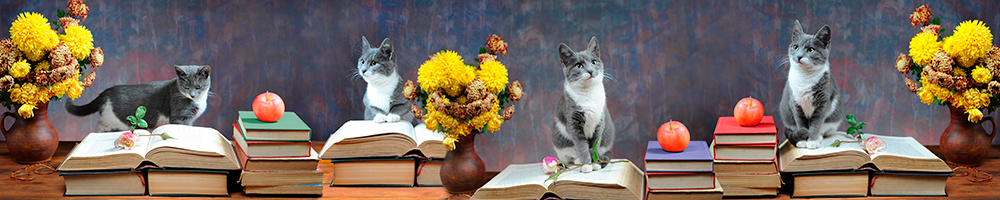 Скинали коты книги и цветы