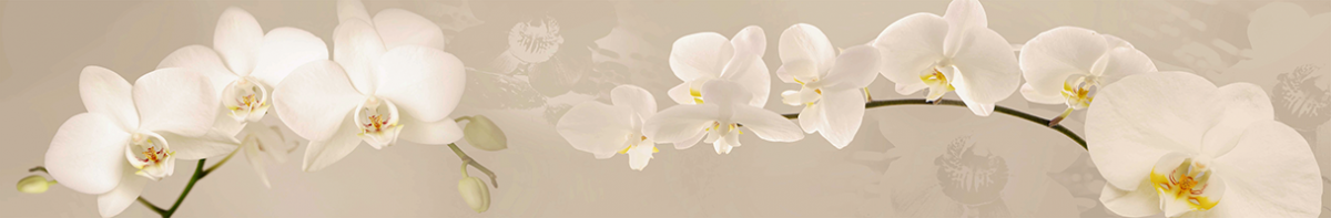 Скинали белая орхидея