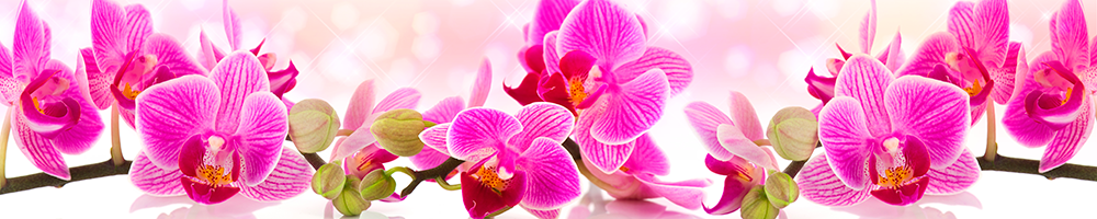 Скинали розовые орхидеи