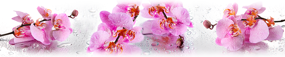 Скинали розовые орхидеи